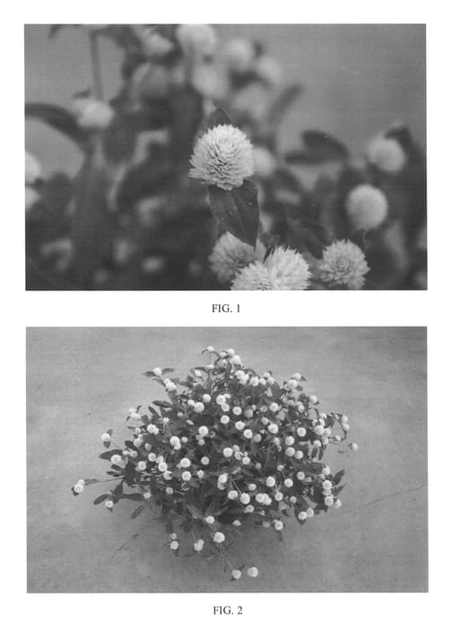 Figure 1 of US plant patent PP25903, the photograph of SAKGOM003 printed in the patent.