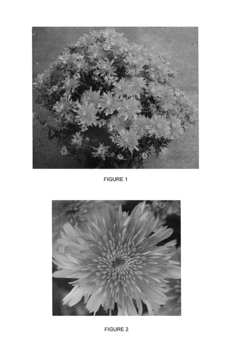 Figure 1 of US plant patent PP25904, the photograph of CIFZ0026 printed in the patent.
