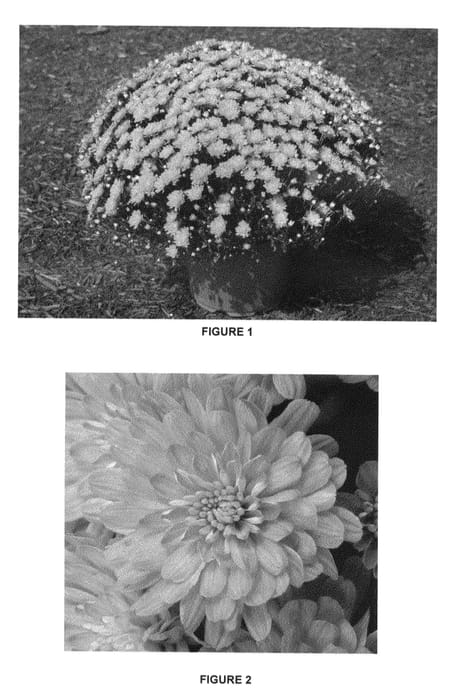 Figure 1 of US plant patent PP25905, the photograph of CIFZ0015 printed in the patent.