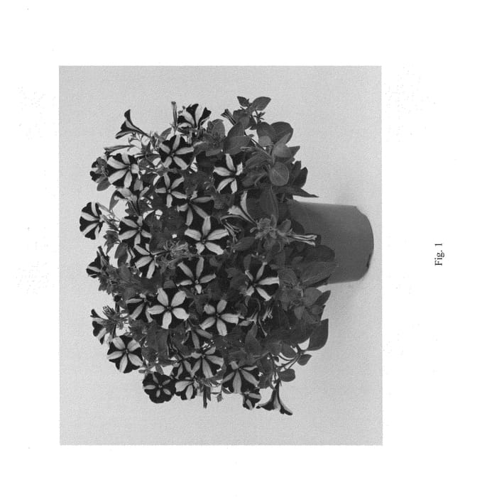 Figure 1 of US plant patent PP25906, the photograph of DRAY67 printed in the patent.