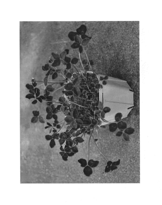 Figure 1 of US plant patent PP25907, the photograph of TFLRE04-0 printed in the patent.