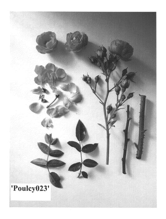 Figure 1 of US plant patent PP25908, the photograph of Poulcy023 printed in the patent.