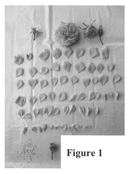 Figure 1 of US plant patent PP25909, the photograph of Poulpah067 printed in the patent.
