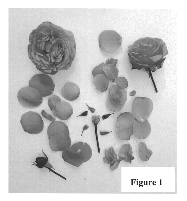 Figure 1 of US plant patent PP25910, the photograph of Poulht008 printed in the patent.
