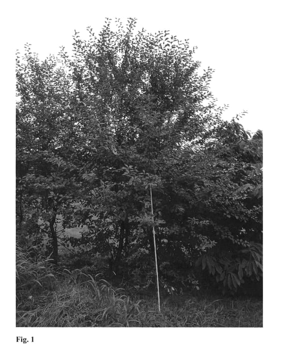 Figure 1 of US plant patent PP25912, the photograph of STO3 printed in the patent.