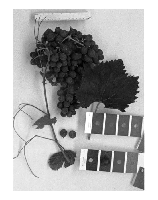 Figure 1 of US plant patent PP25913, the photograph of IFG Eighteen printed in the patent.