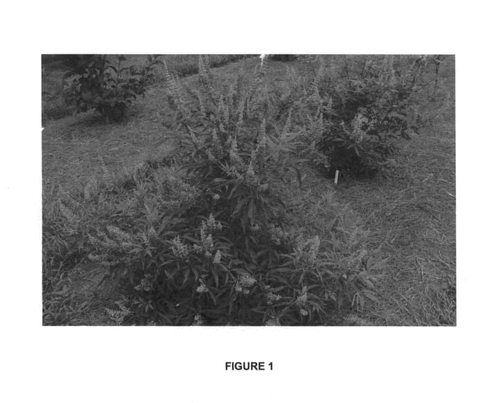 Figure 1 of US plant patent PP25914, the photograph of PIIVAC-I printed in the patent.