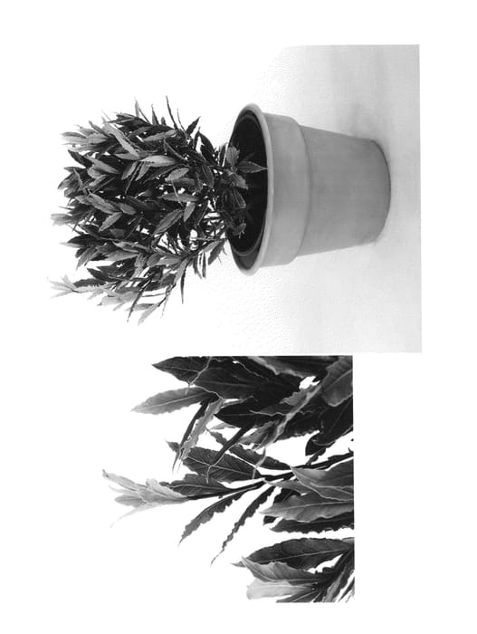 Figure 1 of US plant patent PP25915, the photograph of MonRik printed in the patent.