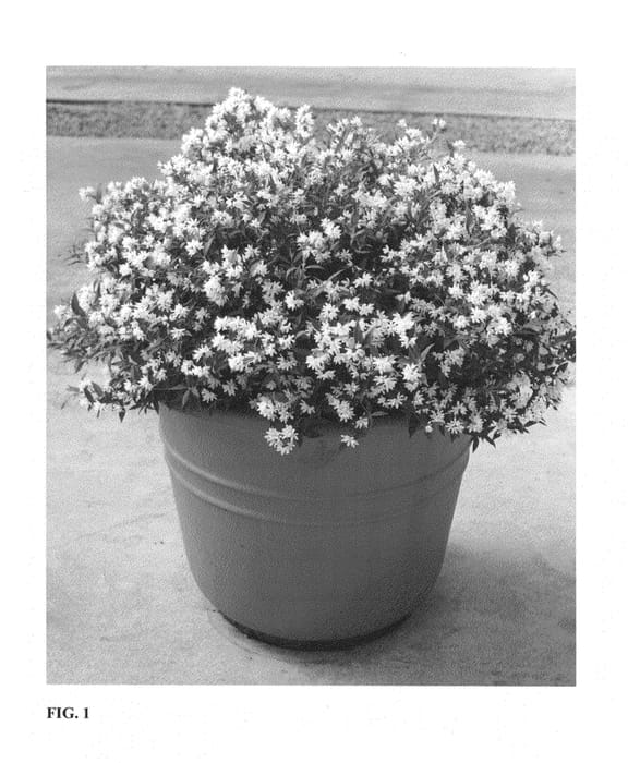 Figure 1 of US plant patent PP25916, the photograph of NCDX1 printed in the patent.