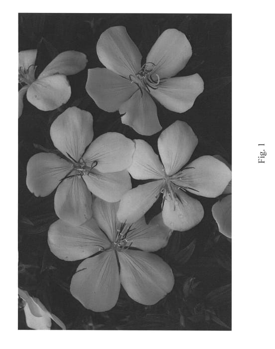 Figure 1 of US plant patent PP25917, the photograph of Peace Baby printed in the patent.