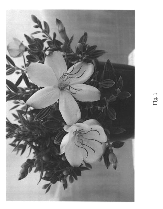 Figure 1 of US plant patent PP25918, the photograph of Cool Baby printed in the patent.