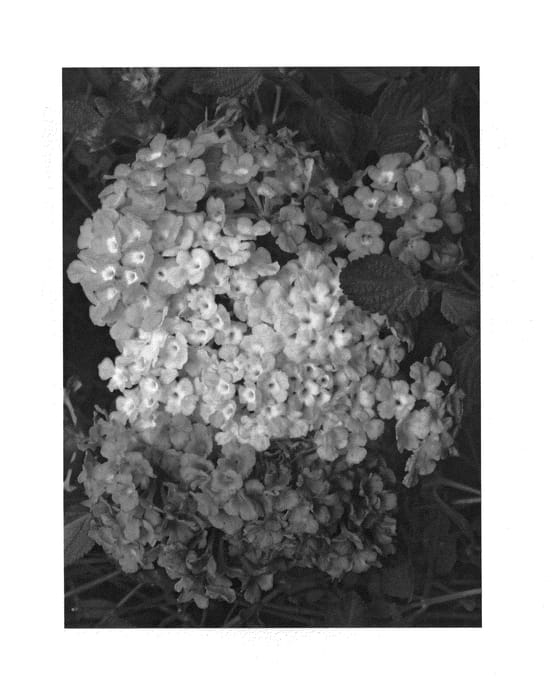 Figure 1 of US plant patent PP25919, the photograph of LADY BROOKS printed in the patent.