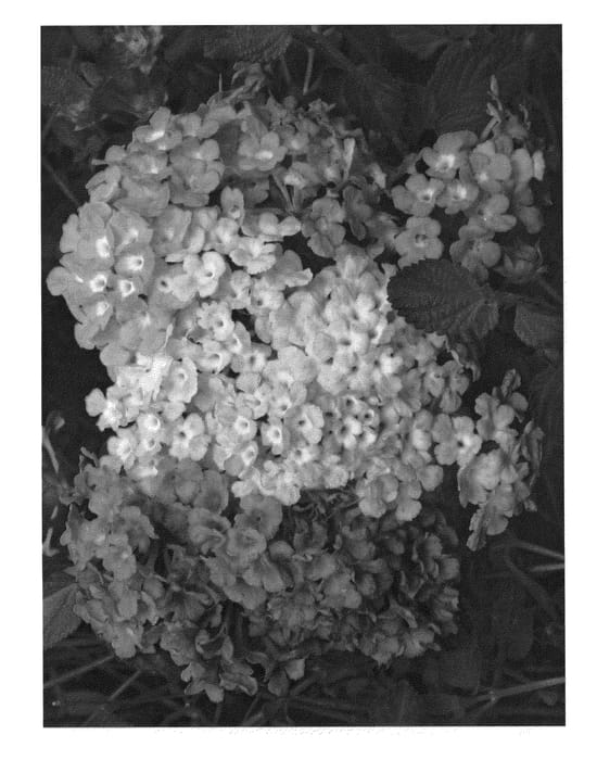 Figure 1 of US plant patent PP25920, the photograph of Lord Brooks printed in the patent.