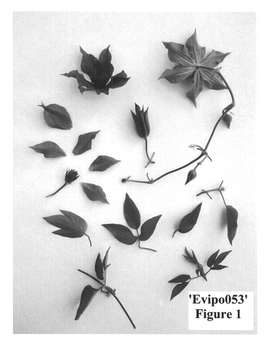 Figure 1 of US plant patent PP25921, the photograph of Evipo053 printed in the patent.