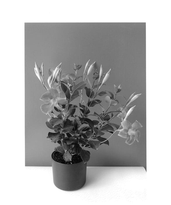 Figure 1 of US plant patent PP25922, the photograph of Lancolorado printed in the patent.