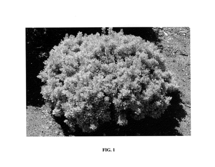 Figure 1 of US plant patent PP25923, the photograph of 24kagozam printed in the patent.