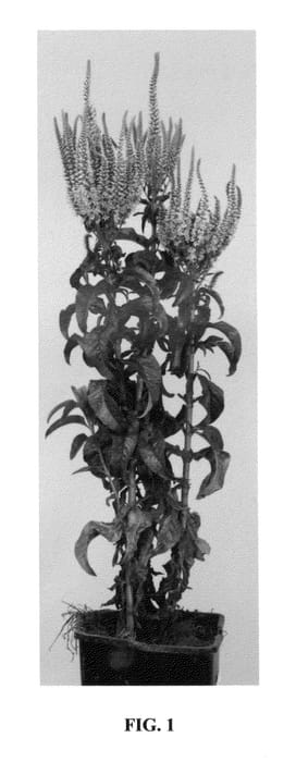 Figure 1 of US plant patent PP25924, the photograph of Bicolor Explosion printed in the patent.