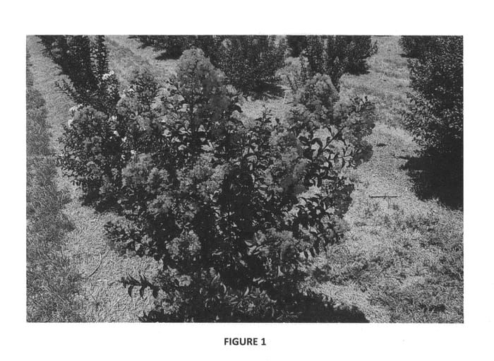 Figure 1 of US plant patent PP25925, the photograph of PIILAG-V printed in the patent.