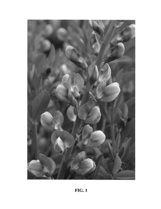 Figure 1 of US plant patent PP25926, the photograph of Sandstorm printed in the patent.