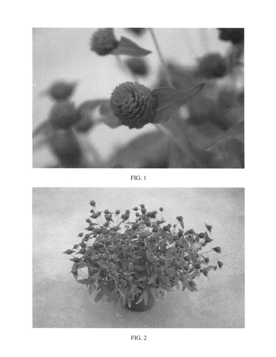 Figure 1 of US plant patent PP25927, the photograph of SAKGOM004 printed in the patent.
