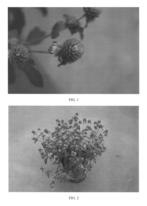 Figure 1 of US plant patent PP25928, the photograph of SAKGOM005 printed in the patent.