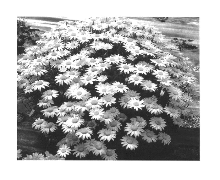 Figure 1 of US plant patent PP25929, the photograph of Snowbound printed in the patent.