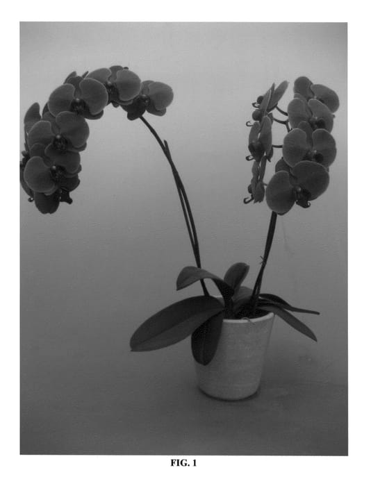 Figure 1 of US plant patent PP25930, the photograph of PHALDANBO printed in the patent.