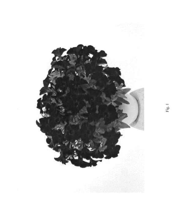 Figure 1 of US plant patent PP25931, the photograph of DRAY68 printed in the patent.