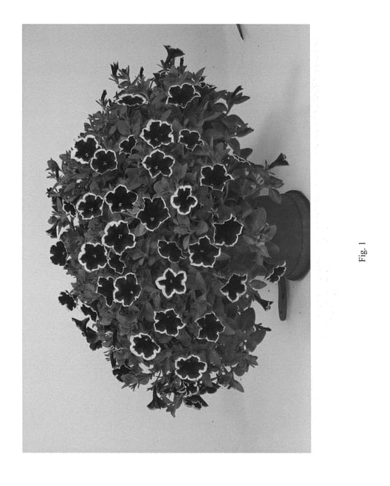 Figure 1 of US plant patent PP25932, the photograph of DCAS298 printed in the patent.