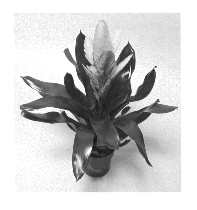 Figure 1 of US plant patent PP25933, the photograph of V807-1 printed in the patent.