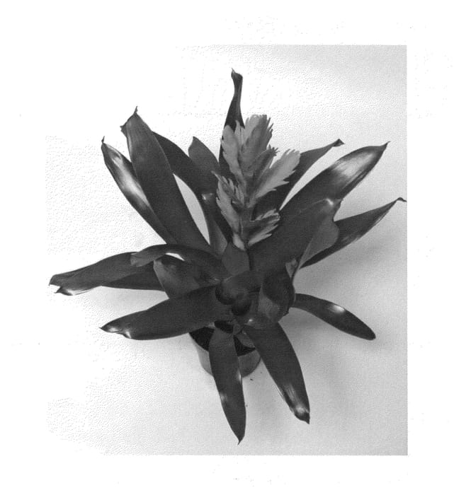 Figure 1 of US plant patent PP25934, the photograph of V858-2 printed in the patent.