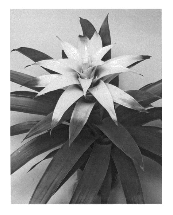 Figure 1 of US plant patent PP25935, the photograph of BUNDEWH printed in the patent.