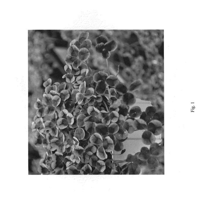 Figure 1 of US plant patent PP25936, the photograph of TFLRG05-0 printed in the patent.