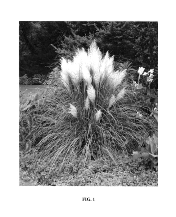 Figure 1 of US plant patent PP25937, the photograph of Blue Bayou printed in the patent.