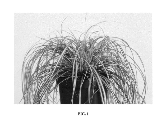 Figure 1 of US plant patent PP25938, the photograph of Eversheen printed in the patent.