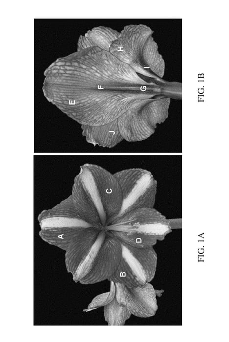 Figure 1 of US plant patent PP25939, the photograph of Miami printed in the patent.