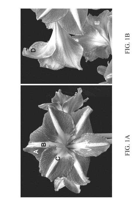 Figure 1 of US plant patent PP25940, the photograph of Orlando printed in the patent.