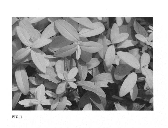 Figure 1 of US plant patent PP25941, the photograph of NCHC1 printed in the patent.