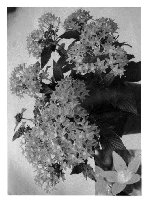 Figure 1 of US plant patent PP25942, the photograph of PEZZ0003 printed in the patent.