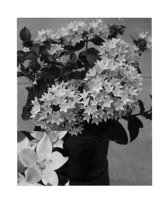Figure 1 of US plant patent PP25943, the photograph of PEZZ0001 printed in the patent.