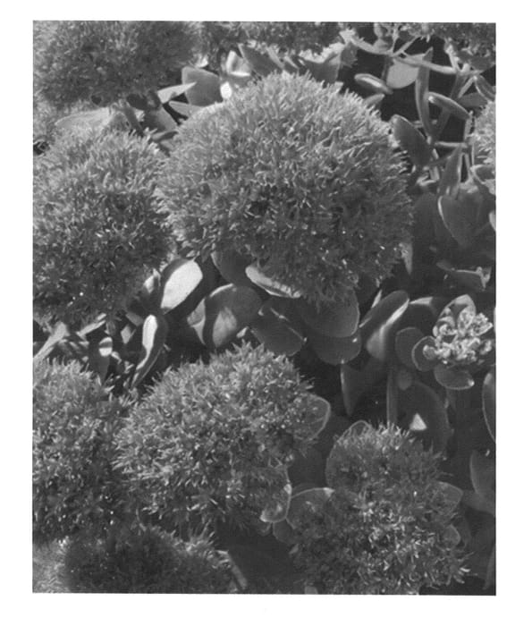 Figure 1 of US plant patent PP25944, the photograph of Pizzazz printed in the patent.