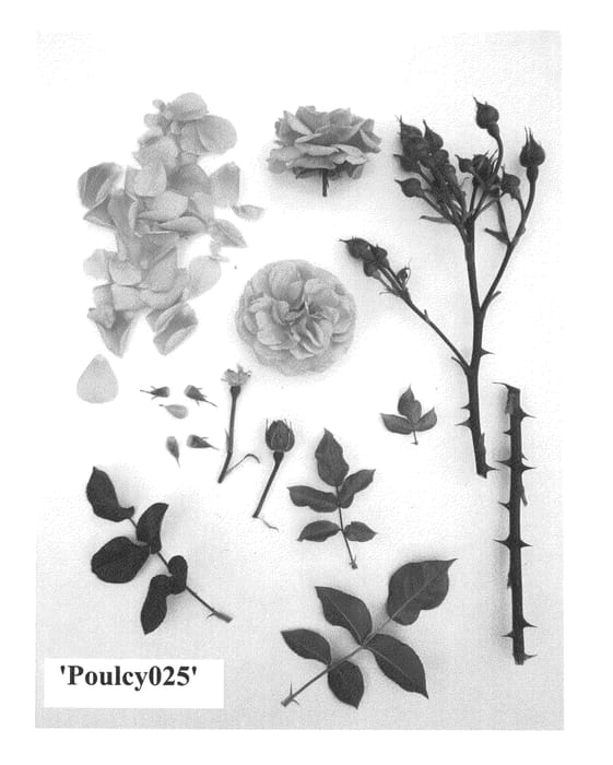 Figure 1 of US plant patent PP25945, the photograph of Poulcy025 printed in the patent.