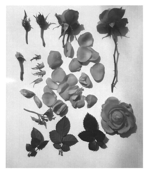 Figure 1 of US plant patent PP25946, the photograph of Poulpah065 printed in the patent.