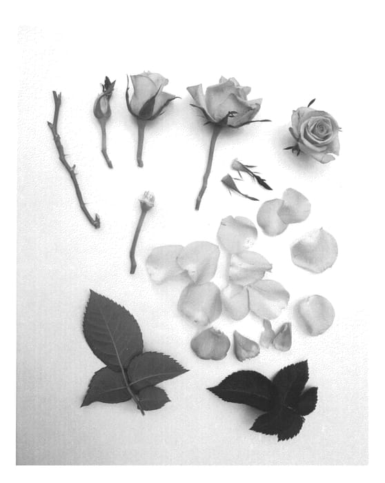 Figure 1 of US plant patent PP25948, the photograph of Poulpah057 printed in the patent.