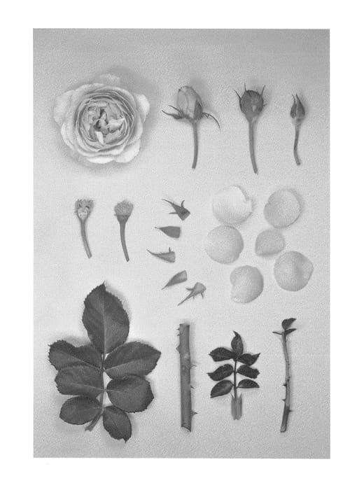Figure 1 of US plant patent PP25949, the photograph of KOR991658 printed in the patent.