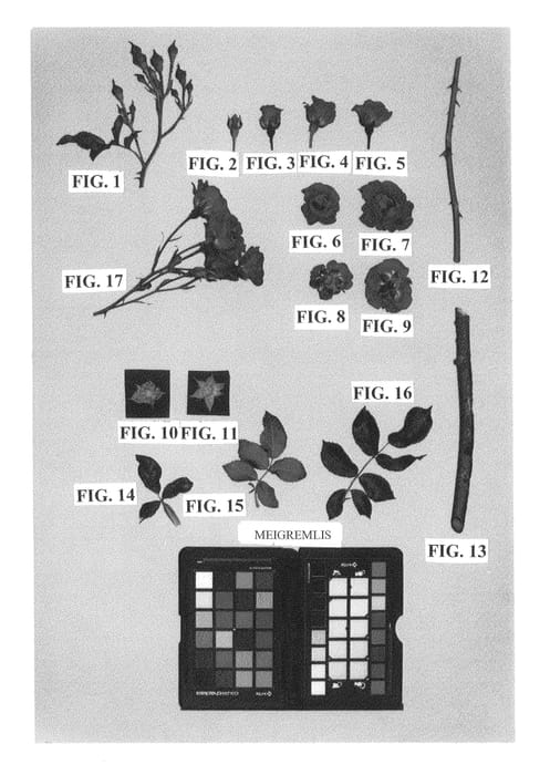 Figure 1 of US plant patent PP25950, the photograph of Meigremlis printed in the patent.