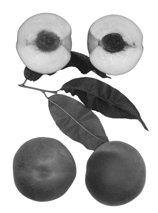 Figure 1 of US plant patent PP25951, the photograph of Summer Frost printed in the patent.