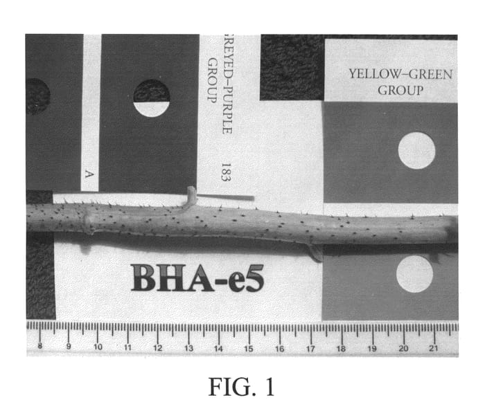 Figure 1 of US plant patent PP25952, the photograph of Autumn Glory printed in the patent.