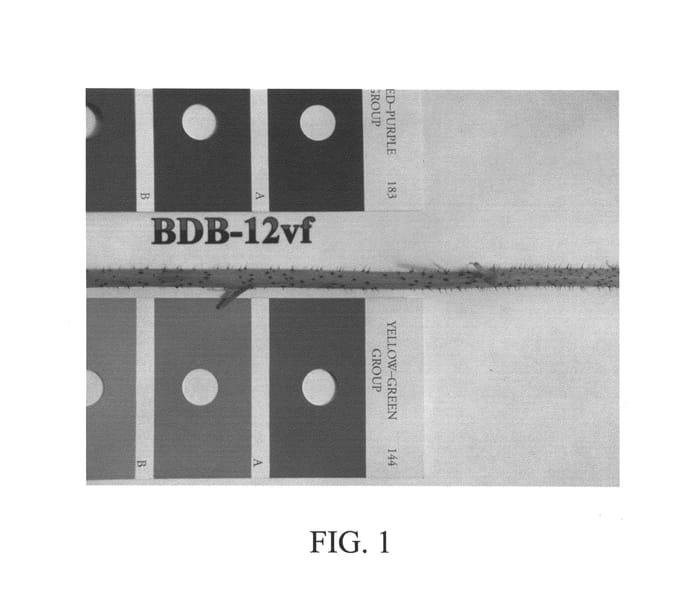 Figure 1 of US plant patent PP25953, the photograph of Sapphire printed in the patent.