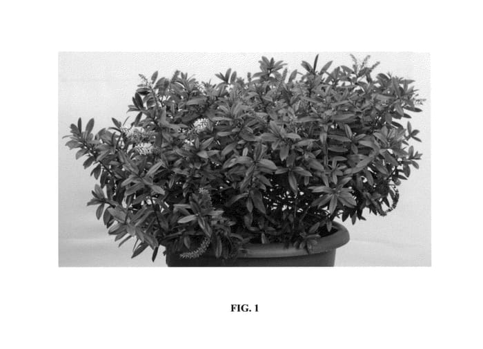Figure 1 of US plant patent PP25954, the photograph of Tulpink printed in the patent.